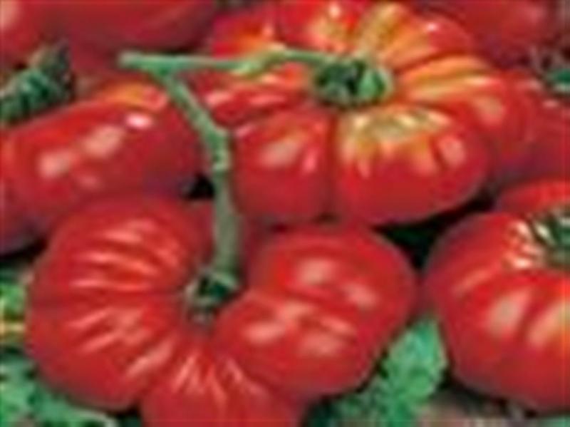 Costoluto Fiorentino Italian Red Beefsteak tomat...